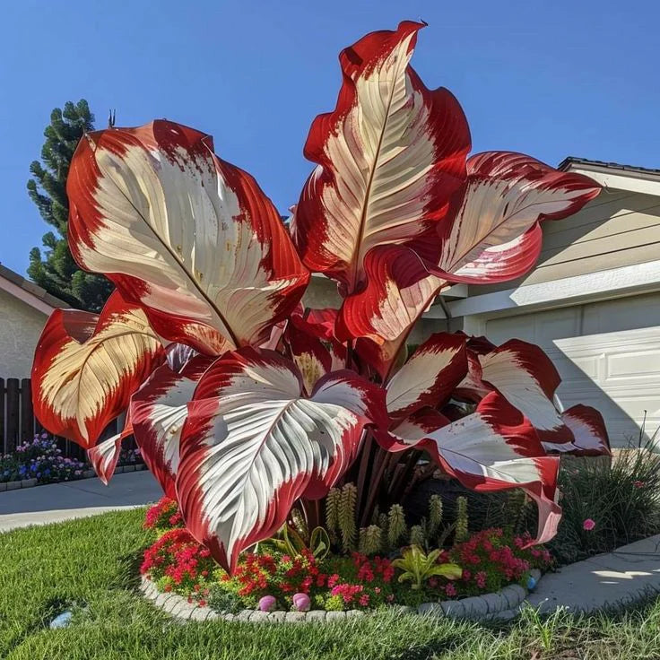 🎁🎁Only 10 Bulbs Left From This Harvest! Extra 35% OFF Today! Plant lovers say 3-5 bulbs quickly grow into massive tropical statement plants that completely transform ordinary backyards into jungle-like gardens!