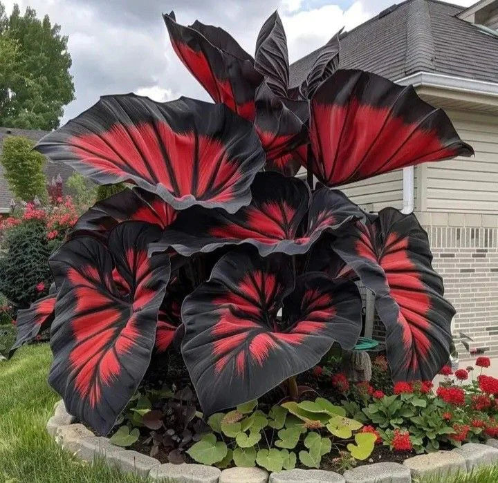 Fast-Growing Giant Alocasia Bulbs🍃The Ultimate Statement Plant for Home Decor ✨