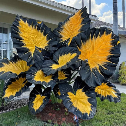 Fast-Growing Giant Alocasia Bulbs🍃The Ultimate Statement Plant for Home Decor ✨