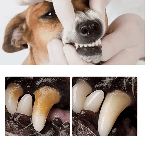 VELCNE™ Pet Dental Tartar Care Spray for Dogs & Cats